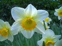 اضغط على الصورة لعرض أكبر. 

الإسم:	daffodil-9.jpg 
مشاهدات:	300 
الحجم:	38.4 كيلوبايت 
الهوية:	4167