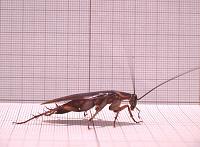 اضغط على الصورة لعرض أكبر. 

الإسم:	cockroach.jpg 
مشاهدات:	100 
الحجم:	71.7 كيلوبايت 
الهوية:	4732